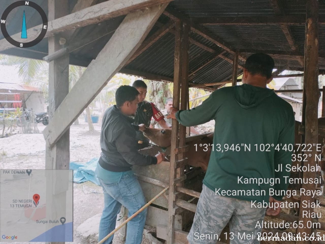 Senin 13 Mei, Babinsa Koramil 06/PWK Sabak Auh Penetapan URC Tanggulangi PMK di Kampung Temusai
