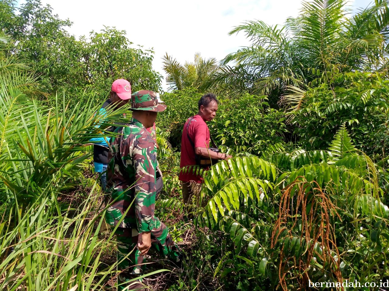 Penanggulangan Karhutla di Wilayah Koramil 02/Sungai Apit, Rabu 15 Mei
