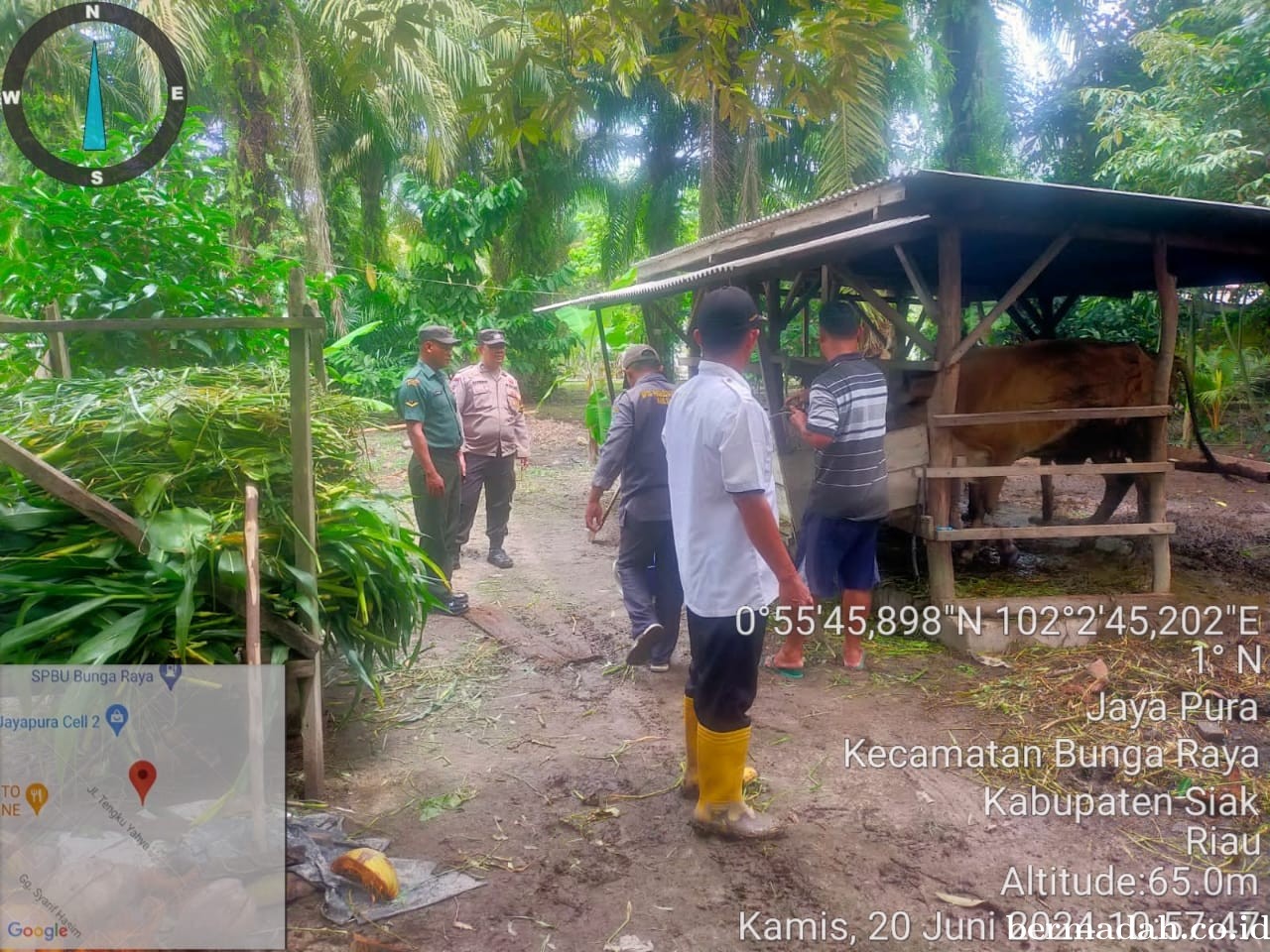 Kamis 20 Juni, Babinsa Koramil 06/PWK Sabak Auh Penetapan URC, Tanggulangi PMK