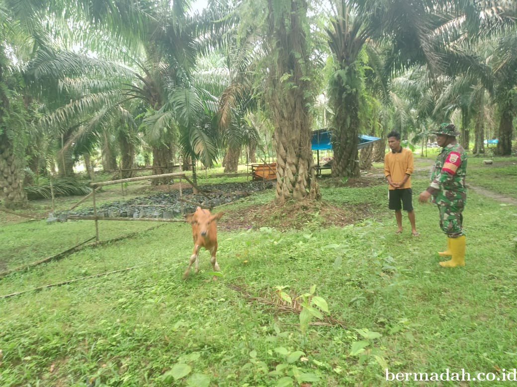 Jumat 2 Agustus, Pendampingan Penyemprotan Disinspektan PMK URC Ternak di Kampung Lalang