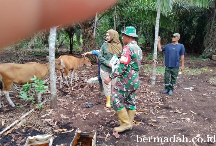 Selasa 15 Oktober, Pendampingan Penyemprotan Disinsfektan PMK URC Ternak di Kampung Teluk Mesjid