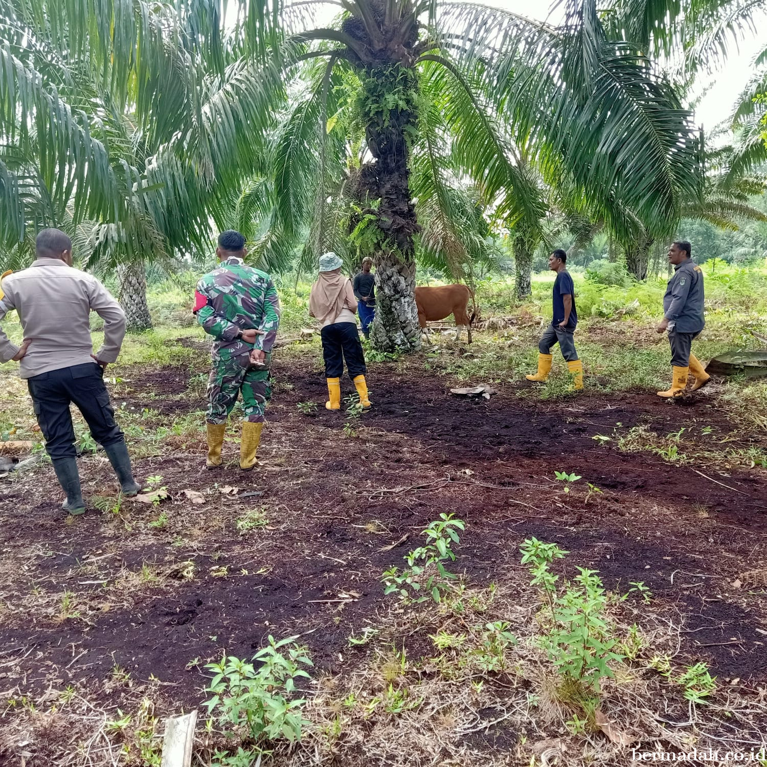 Jumat 20 Desember Pendampingan Penyemprotan Disinsfektan PMK URC Ternak di Kampung Teluk Mesjid