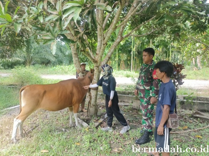 Rabu 6 Maret, Pendampingan Penyemprotan Disinfektan PMK URC Ternak di Kampung Pusaka