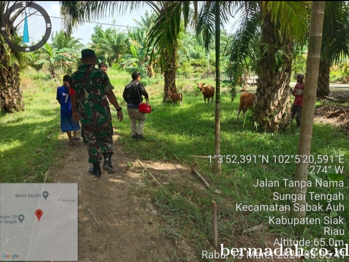Rabu 13 Maret, Babinsa Koramil 06/PWK Sabak Auh Penetapan URC Tanggulangi PMK