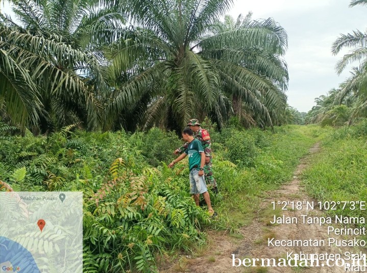 Penanggulangan Karhutla di Wilayah Koramil 02/Sungai Apit, Kamis 14 Maret