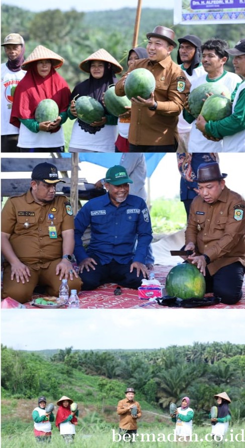 Posisi Harga Sedang Mantap, Petani Semangka Tasik Seminai Raup Untung