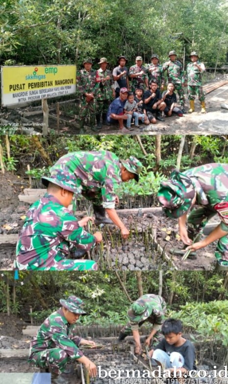 Hari Ini, Koramil 02/Sungai Apit dan Kelompok Konservasi Laskar Mandiri Giat Pembibitan Mangrove